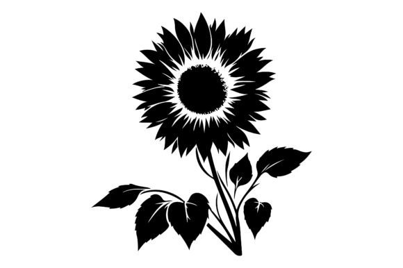 About Sunflower Black and White Isolated